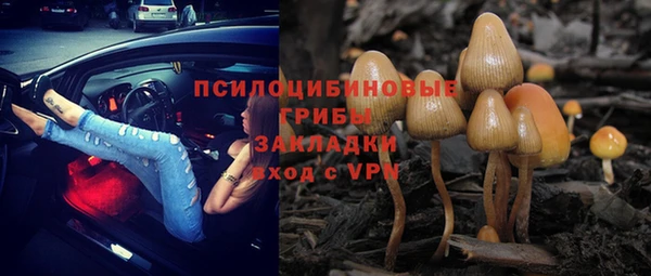 шишки Арсеньев